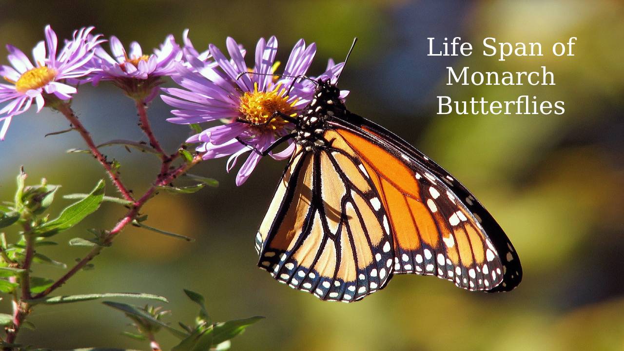 How Long Is The Life Span Of A Monarch Butterfly