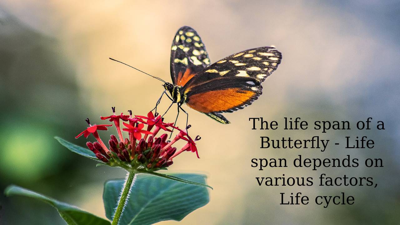 The Life Span Of A Butterfly Life Span Depends On Various Factors